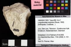 Foto (Objket + Etiketten) von Goniodromites bidentatus (Reuss, 1858) 